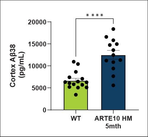 Cortex Aβ38