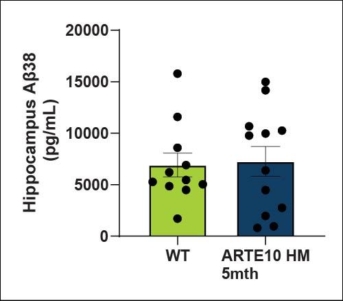 Hippocampus Aβ38
