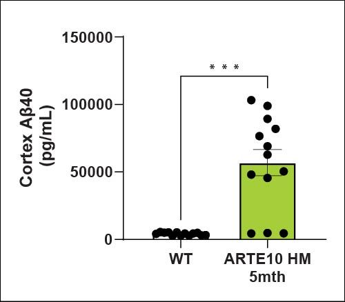 Cortex Aβ40