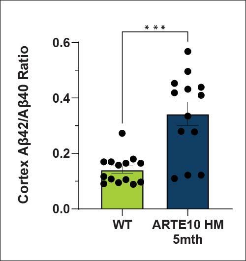 Cortex Aβ42/Aβ40 Ratio