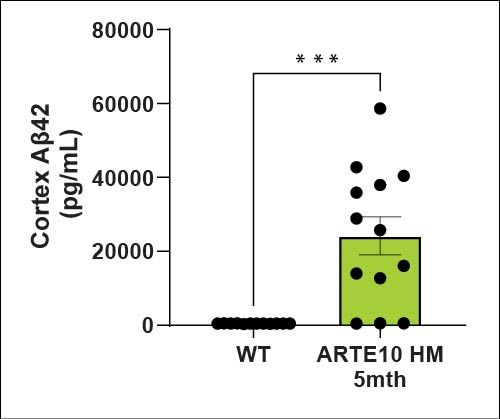 Cortex Aβ42
