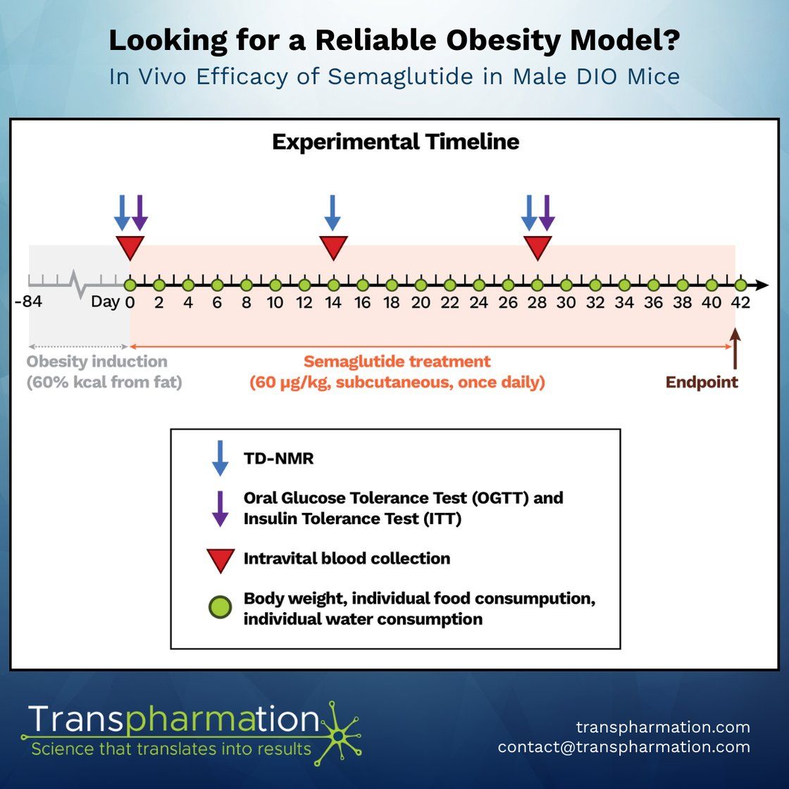 Diet-induced obesity model overview
