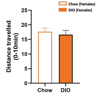 Female DIO locomotor activity
