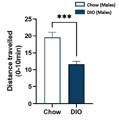 Male DIO locomotor activity