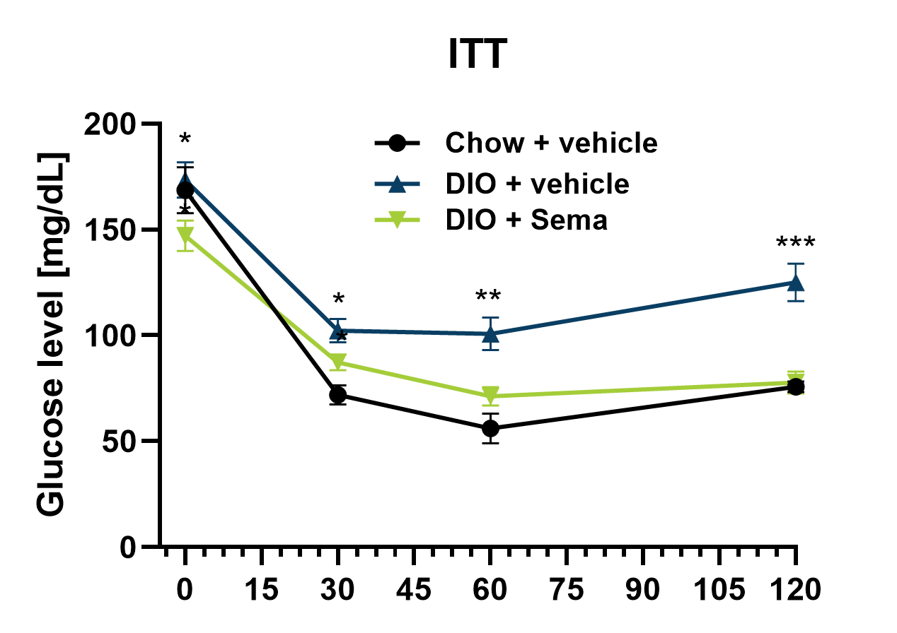Male DIO ITT after semaglutide (glucose curve)