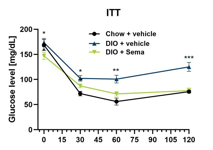 Male DIO ITT after semaglutide (glucose curve)
