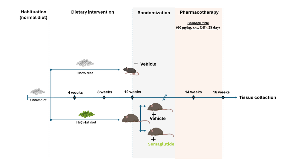 DIO study design schematic
