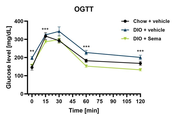 Male DIO OGTT after semaglutide (glucose curve)