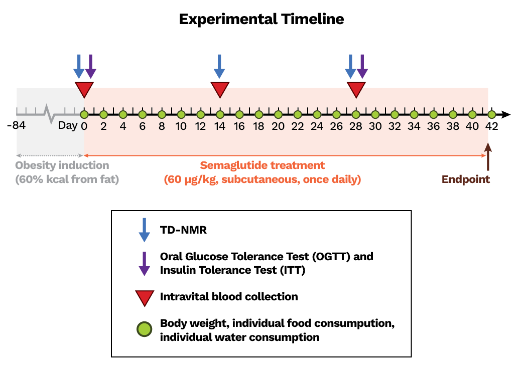 DIO induction and semaglutide treatment timeline