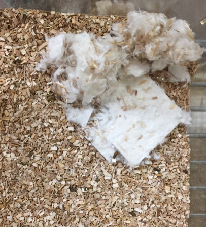 Nest 2