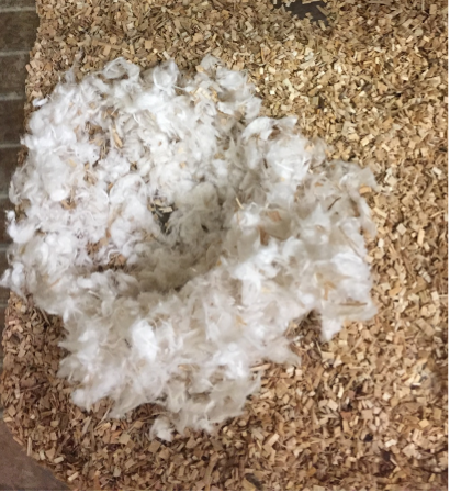 Nest 3