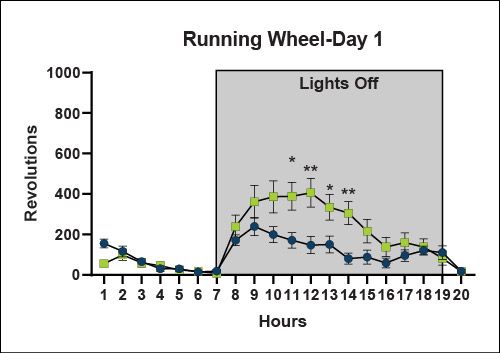 Running Wheel - Day 1