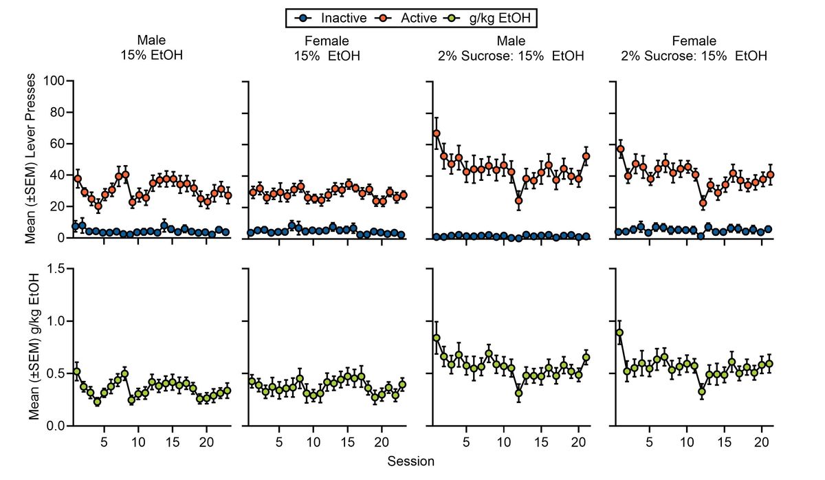 Acquisition of 15% Ethanol Self-administration chart showing lever pressing behavior