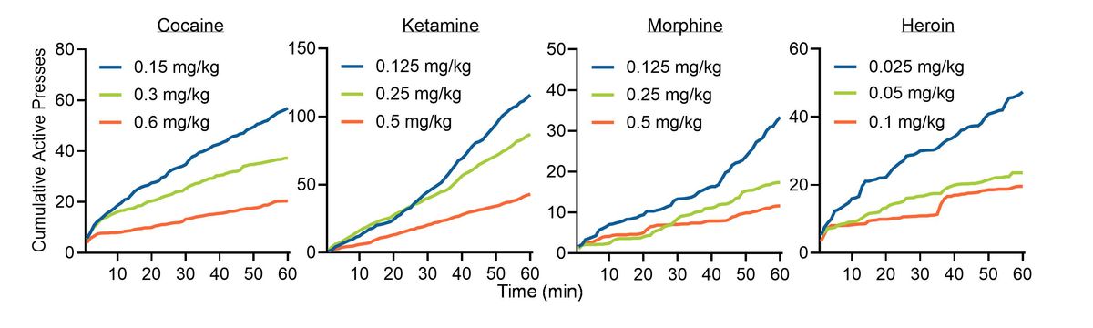 Time-course data chart for IV reinforcer dose-response showing behavior over time