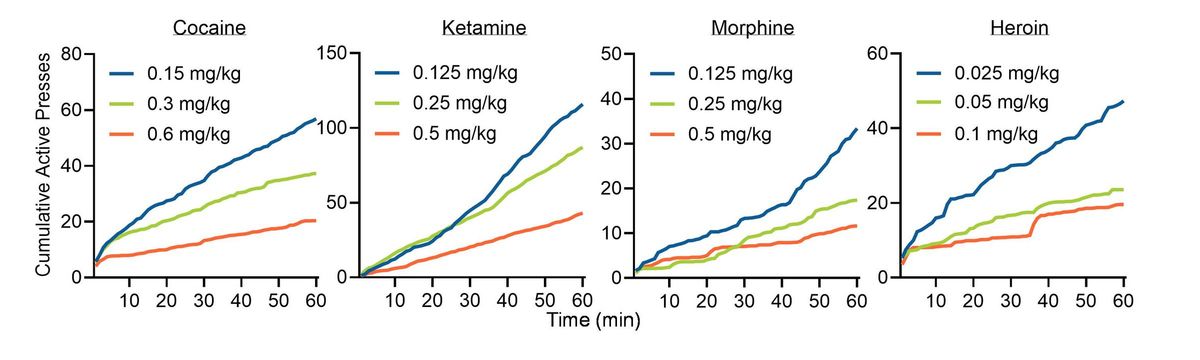 Time-course data chart for IV reinforcer dose-response showing behavior over time