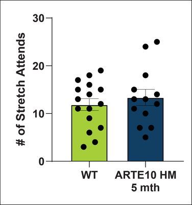 # of Stretch Attends