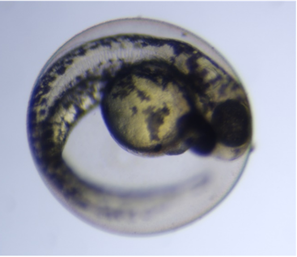 Normal zebrafish embryo at 48 hours post fertilization
