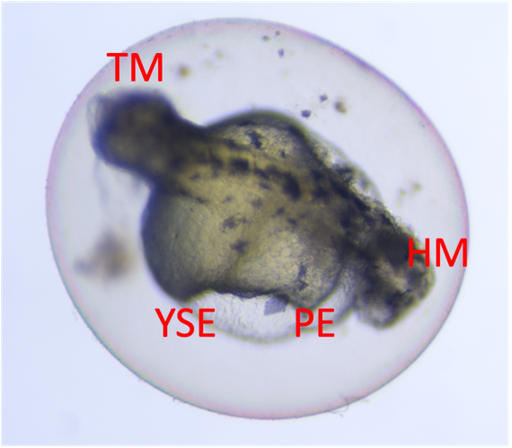 Zebrafish embryo with 3,4-dichloroaniline treatment showing malformations
